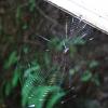 Spider web