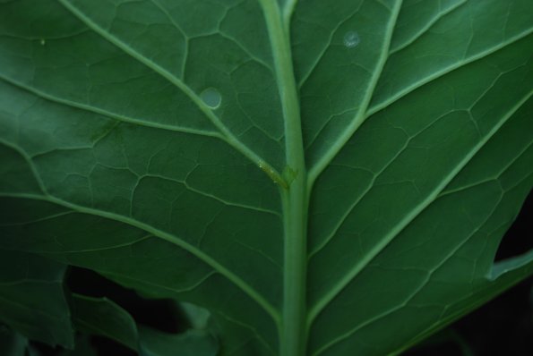 Raupe auf Kohlrabi