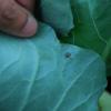 Raupe auf Kohlrabi