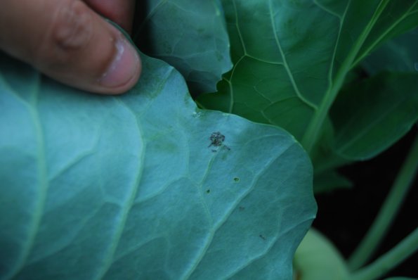 Raupe auf Kohlrabi