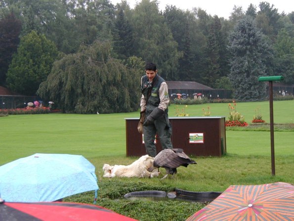 vogelpark flugshow mit einem kondo