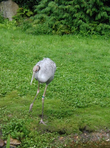 vogelpark graukranich