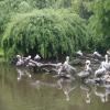 vogelpark pelikane