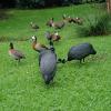 vogelpark perlhühne und Witwenpfeifgänse