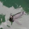 vogelpark pinguin