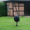 vogelpark rothalskasua