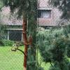 vogelpark uhu