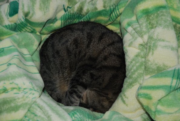 Mitzie