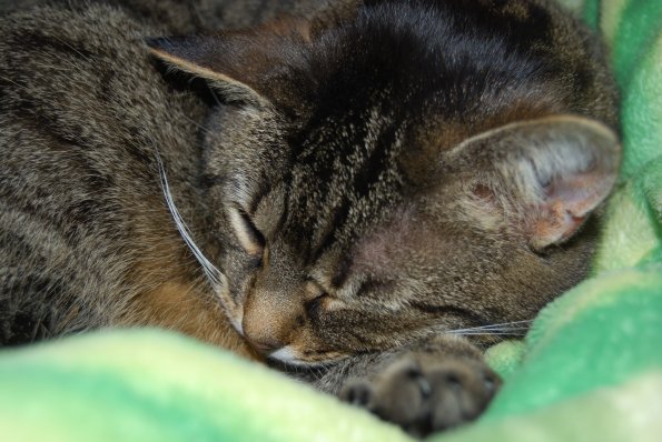 Mitzie
