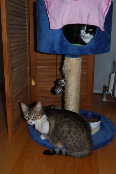 Java und Millie