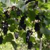Weinrebe