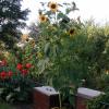 Sonnenblume