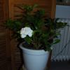 Gardenia