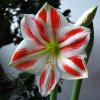 Amaryllis