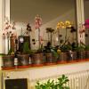 Orchideen