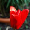 Tulpe