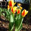 Tulpen