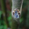 Blauglockenbaum