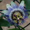Passionsblume