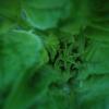 Sonnenblume
