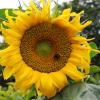 Sonnenblume mit Hummel