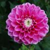 Dahlia