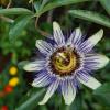 Passionsblume