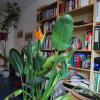 Strelitzia