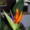Strelitzia