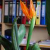 Strelitzia