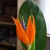 Strelitzia