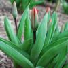Tulpen