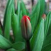 Tulpen