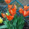 Tulpen