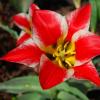 Tulpen