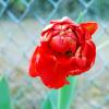 Tulpe