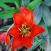 Tulpen