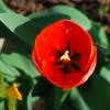 Tulpen