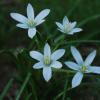 Sternblume