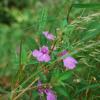 Impatiens balsamina