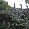A Tree full of Pigeons