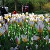 Keukenhof